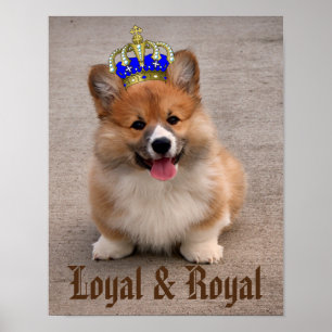 Loyal und Royal Corgi Puppy Poster