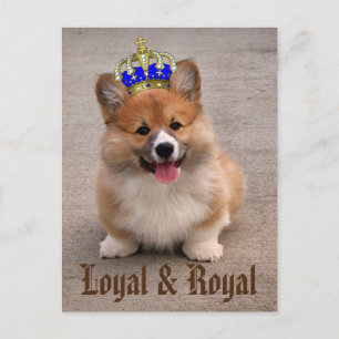 Loyal und Royal Corgi Puppy Postkarte