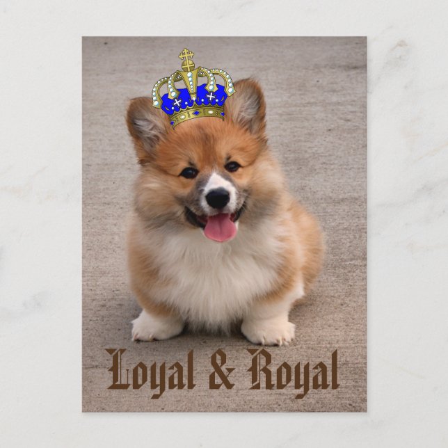 Loyal und Royal Corgi Puppy Postkarte (Vorderseite)
