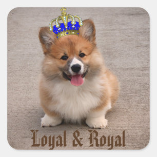 Loyal und Royal Corgi Puppy Quadratischer Aufkleber