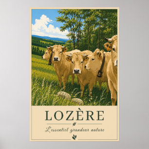 Lozère-Kühe Poster
