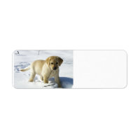 LR gelbe Labrador Welpe im Schnee