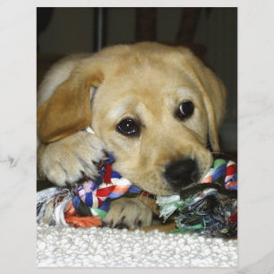 LR gelbe Labrador Welpe mit Spielzeug