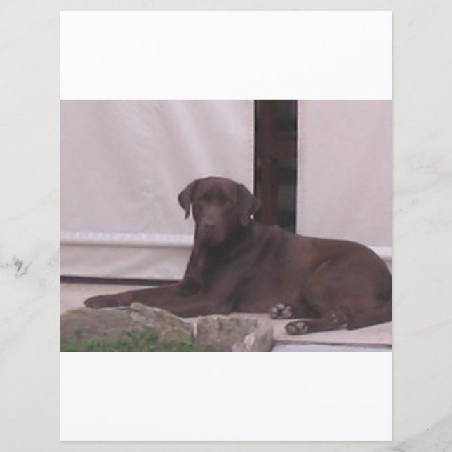 LR Schokoladenlegen Labrador (Vorderseite)