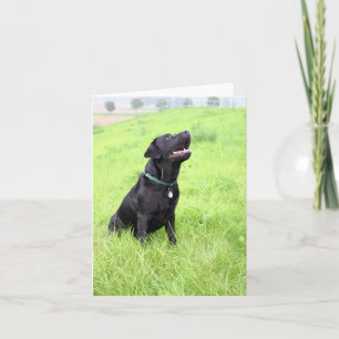 LR Schwarzer Sitzer Karte