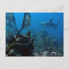 Ltd Edition Bahamian Reef Sharks Postkarte
