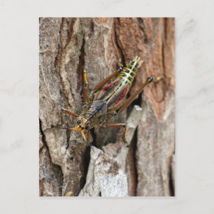 Lubber Grasshopper Postkarte