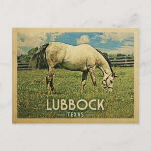 Lubbock Texas Postcard Pferdefarm - Vintage Travel Postkarte
