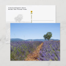 Luberon Lavendelfelder, Provence, Frankreich -