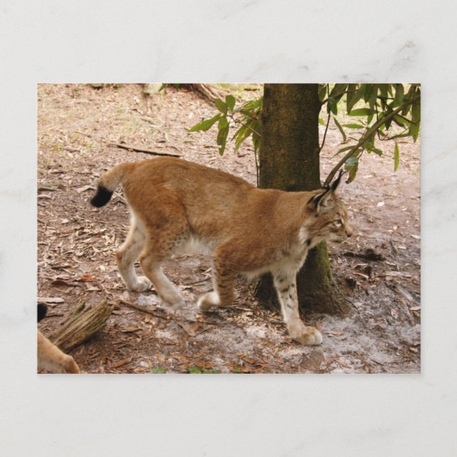 Luchs 031 postkarte (Vorderseite)