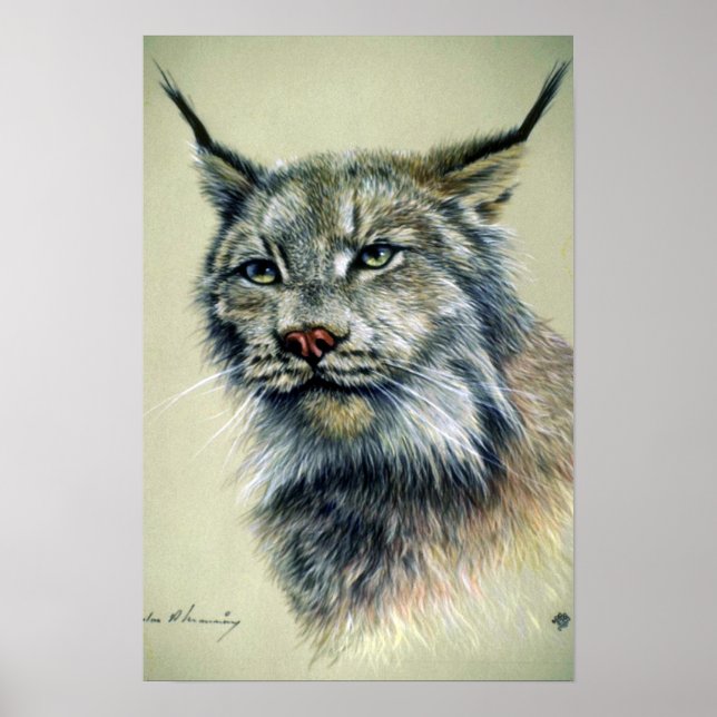 Luchs (Hauptstudie) Poster (Vorne)