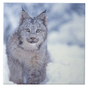 Luchs im Schnee am Fuße der Berge Fliese