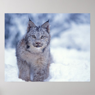Luchs im Schnee am Fuße der Berge Poster