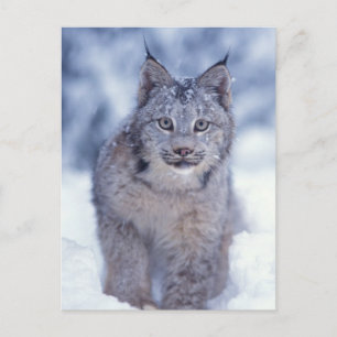 Luchs im Schnee am Fuße der Berge Postkarte