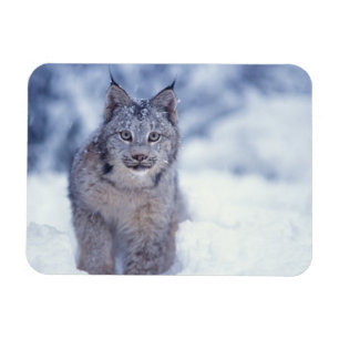 Luchs im Schnee im Vorland Magnet