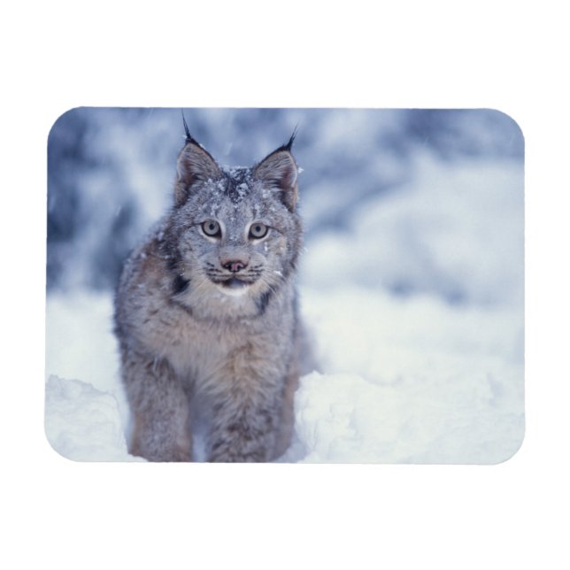 Luchs im Schnee im Vorland Magnet (Horizontal)