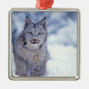 Luchs im Schnee im Vorland Silbernes Ornament