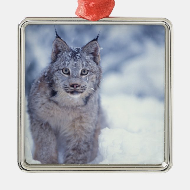 Luchs im Schnee im Vorland Silbernes Ornament (Vorne)