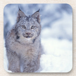 Luchs im Schnee im Vorland Untersetzer