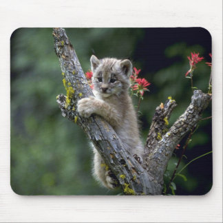 Luchs-kleines Kätzchen Kanadas Mousepad