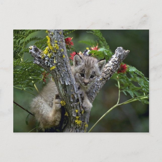 Luchs-kleines Kätzchen Kanadas Postkarte (Vorderseite)