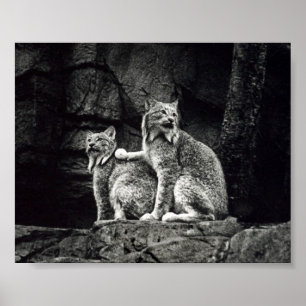 Luchs-Plakat Poster