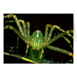 Luchs-Spinne