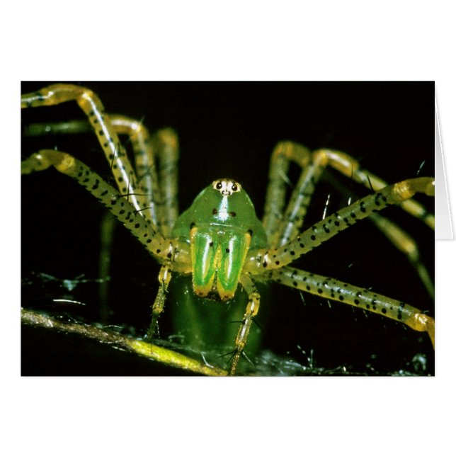 Luchs-Spinne (Vorderseite (Horizontal))