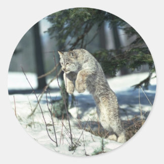 Luchs springen, auf Schnee begrenzen Runder Aufkleber