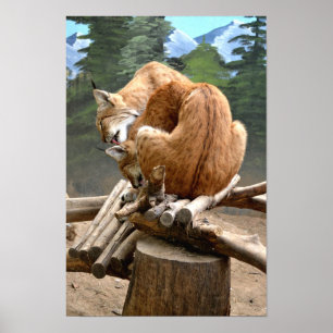 Luchse Katzen Poster