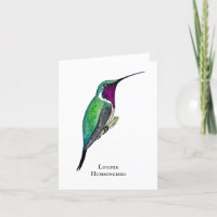 Lucifer Hummingbird