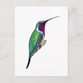 Luciferkolibri Postkarte