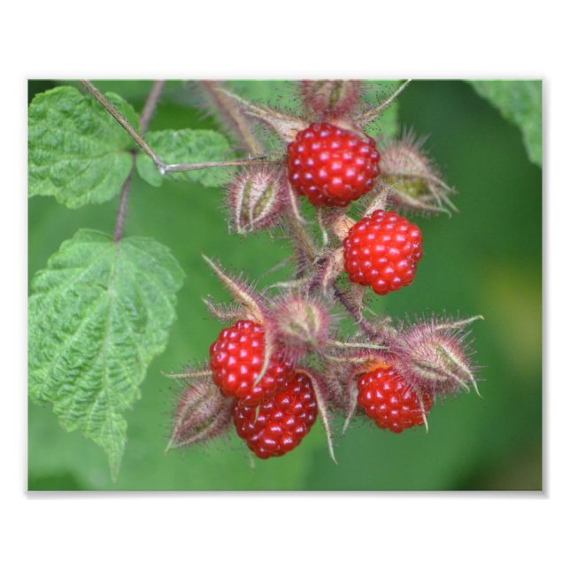 Lucious Raspberry Foto Print (Vorne)