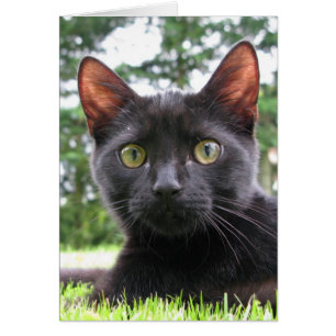 Lucky Black Cat