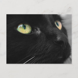 Lucky Black Cat Postkarte