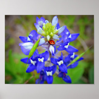 Lucky Bluebonnet Poster