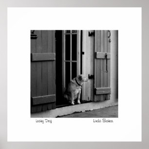 Lucky Dog von Linda Becker FotoArt Poster