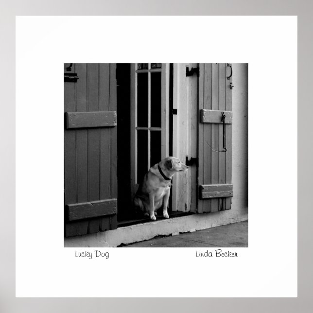 Lucky Dog von Linda Becker FotoArt Poster (Vorne)