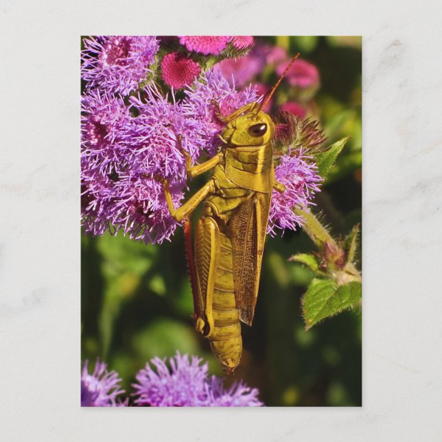 Lucky Grasshopper, Ageratum Postkarte (Vorderseite)