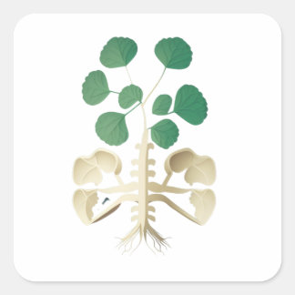 Lucky Kleeblatt St Patrick's Day Quadratischer Aufkleber