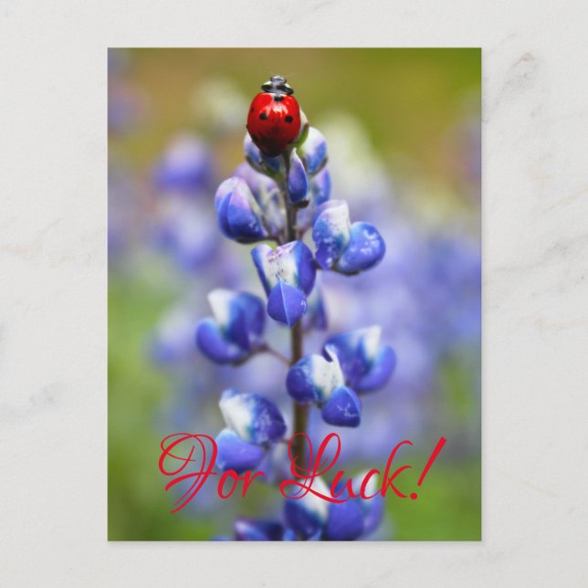 Lucky Lady Bugs Postkarte (Vorderseite)