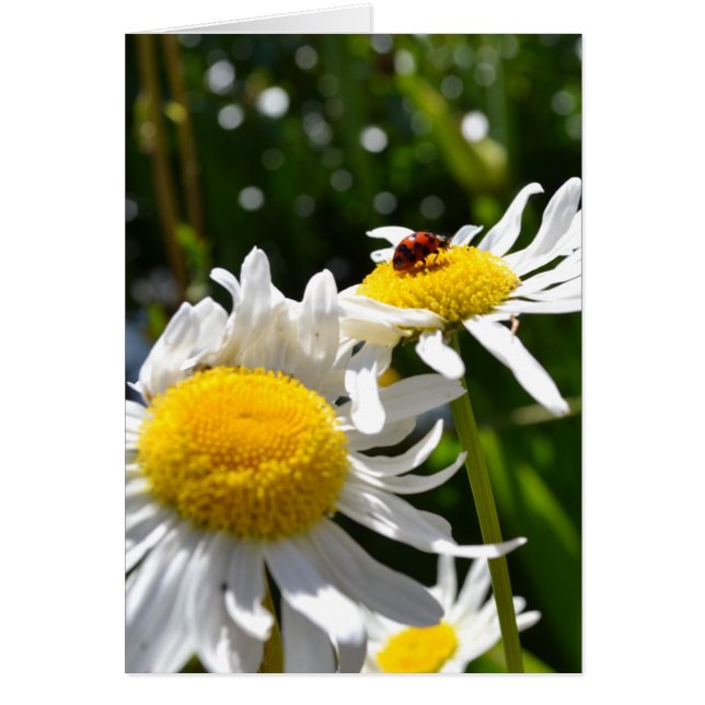 Lucky Ladybug (Vorne)