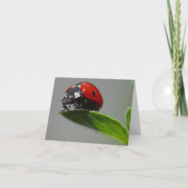 Lucky Ladybug Cards Karte (Vorderseite)