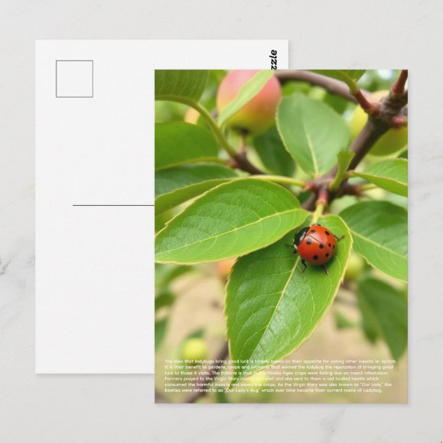 Lucky Ladybug  Postkarte (Vorne/Hinten)
