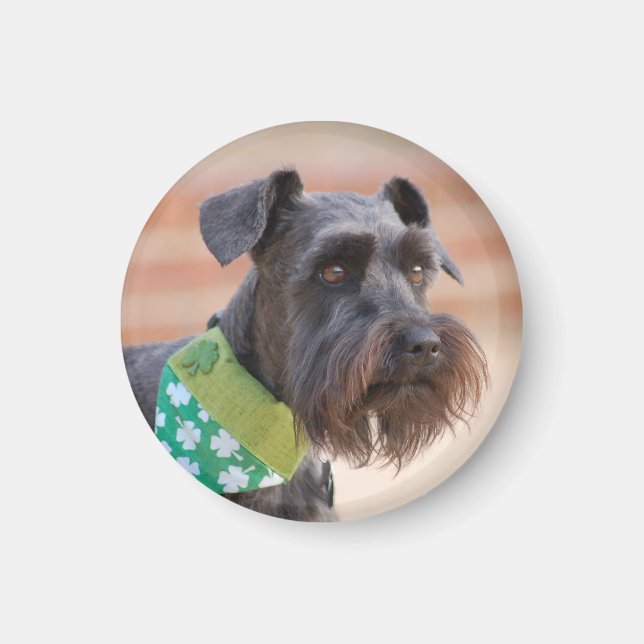 Lucky Miniature Schnauzer Magnet (Vorne)