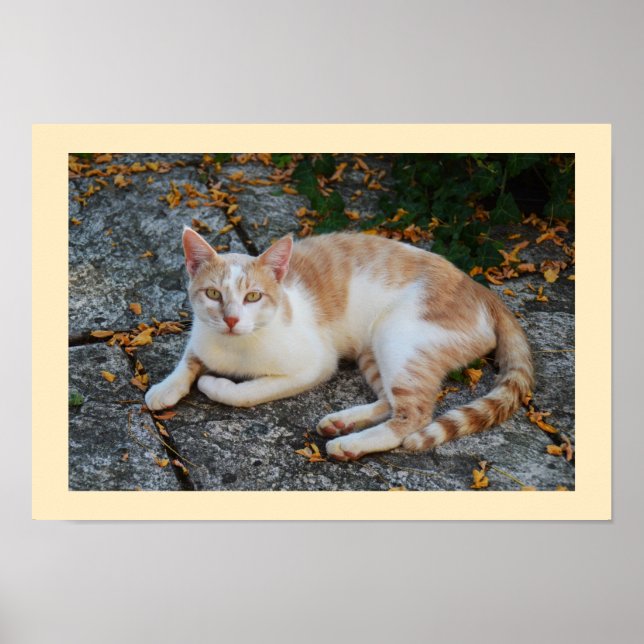 Lucky Poster (Vorne)