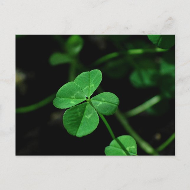 Lucky Postkarte (Vorderseite)