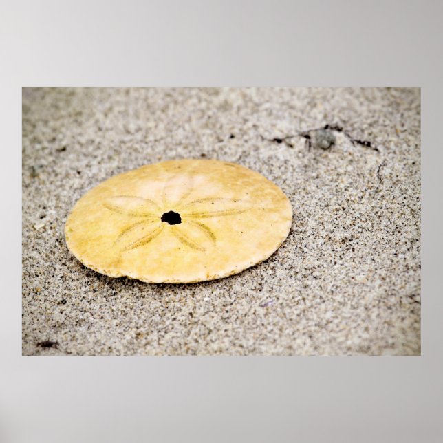 Lucky Sand Dollar Poster (Vorne)