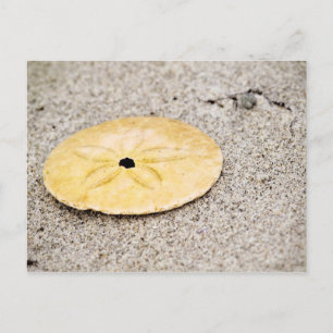 Lucky Sand Dollar Postkarte
