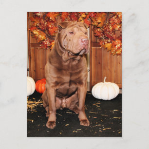 Lucky - Shar Pei - Hildebrand Postkarte